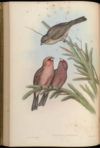Caucasian Grosbeak