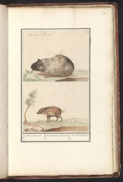 Cavia (Cavia porcellus) en varken