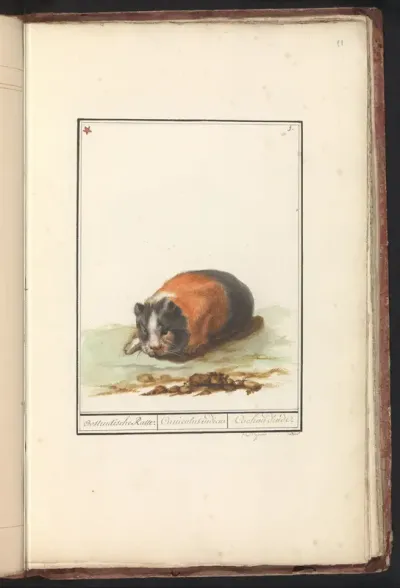 Cavia (Cavia)