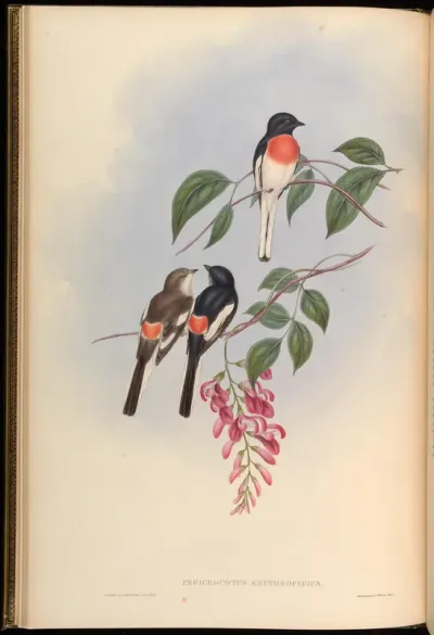 Cawnpore Pericrocotus