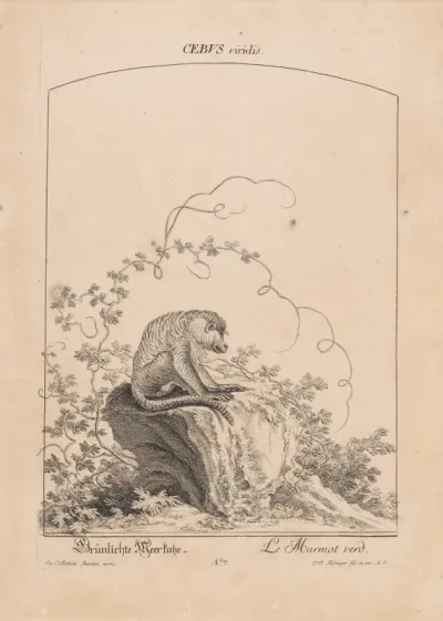 Cebus Viridis
