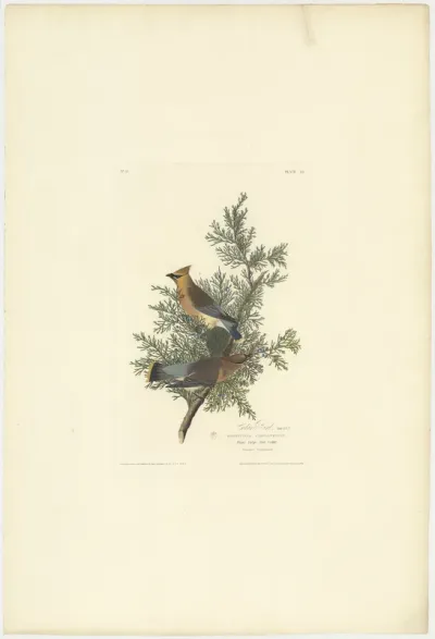 Cedar Bird