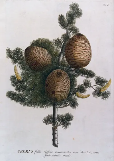 Cedar (Cedrus sp.): branch with cones and inflorescences