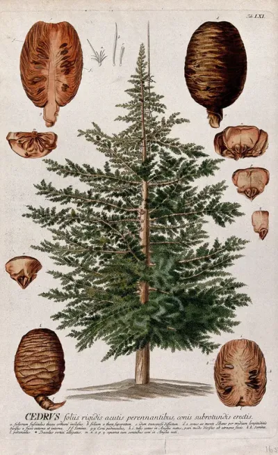 Cedar (Cedrus sp.): tree with separate segments of cones and leaves