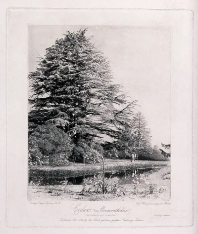 Cedar trees (Cedrus species) in a garden in Monmouthshire