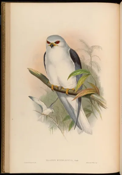 Celebean Elanus