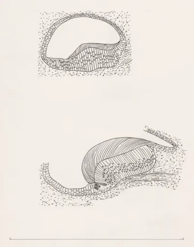 Cell structures relating to the human eye