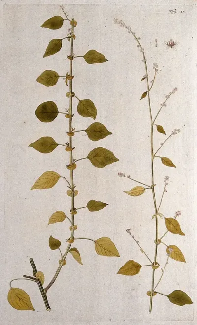 Celosia trigyna L.: two sections of the flowering stem with separate floral segments
