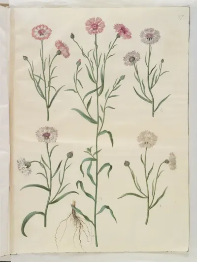 Centaurea cyanus (kornblomst)