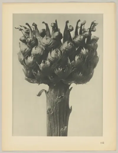 Centaurea macrocephala