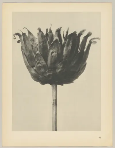 Centaurea ruthenica
