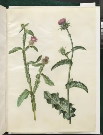Centaurea seridis; Silybum marianum (almindelig marietidsel)