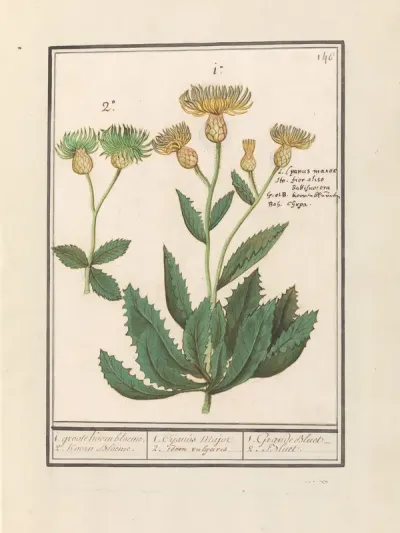 Centauri (Centaurea)