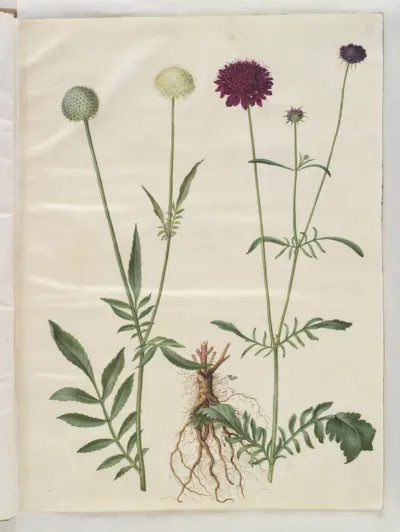 Cephalaria leucantha (hvid skælhoved); Scabiosa atropurpurea (enkeblomst)