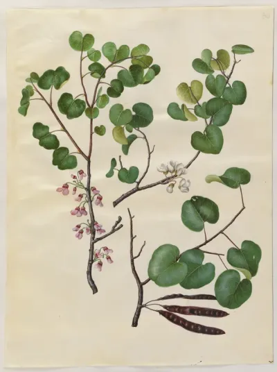 Cercis siliquastrum (almindelig judastræ)