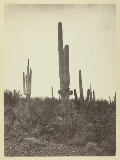 Cereus Giganteus, Arizona