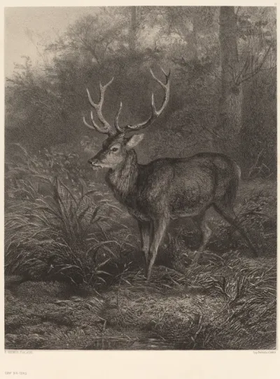 Cerf Dix-Cors