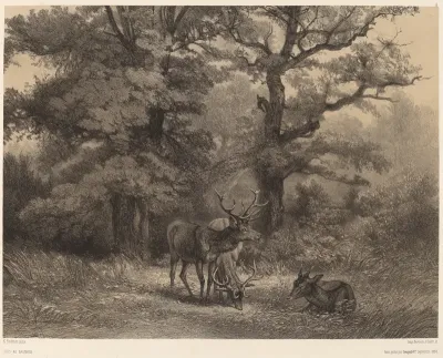 Cerfs au Gagnage