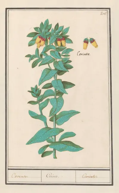 Cerinthe (Cerinthe major)