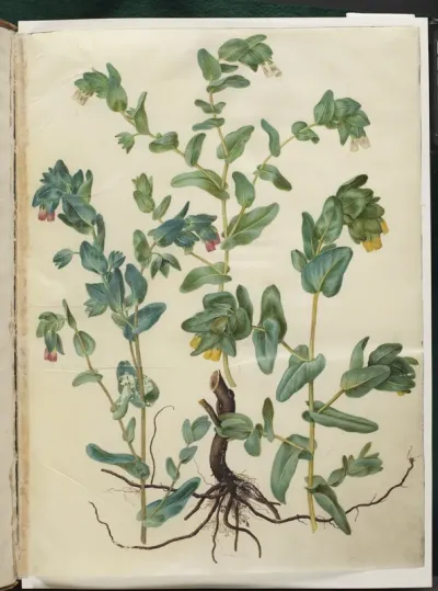 Cerinthe major (stor voksurt)