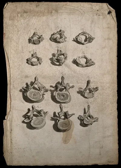 Cervical, thoracic and lumbar vertebrae