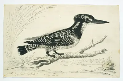 Ceryle rudis (Pied kingfisher), female