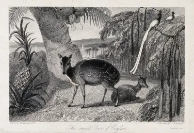 Ceylon: a deer with its fawn in a tropical rainforset surrounded by exotic birds and palm trees