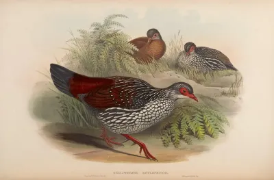 Ceylon Spur-Fowl