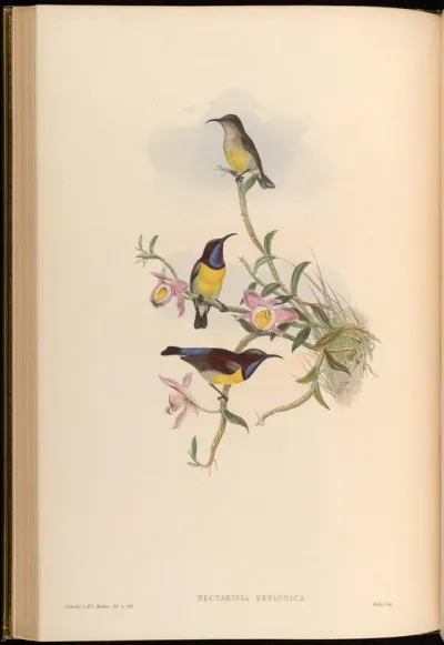Ceylonese Sun-bird