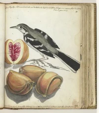 Ceylonse vogel bij Adamsappel