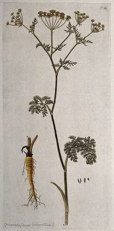 Chaerophyllum coloratum L.: flowering stem with separate rootstock, flower and fruit