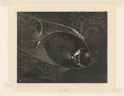 Chaetodon visch