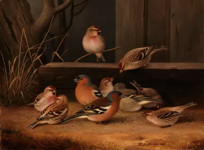Chaffinches and Redpolls