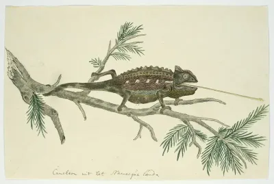 Chamaeleo namaquensis (Namaqua chameleon)