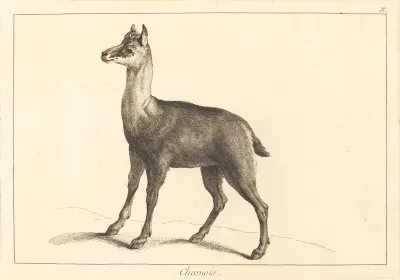 Chamois (Chamois)