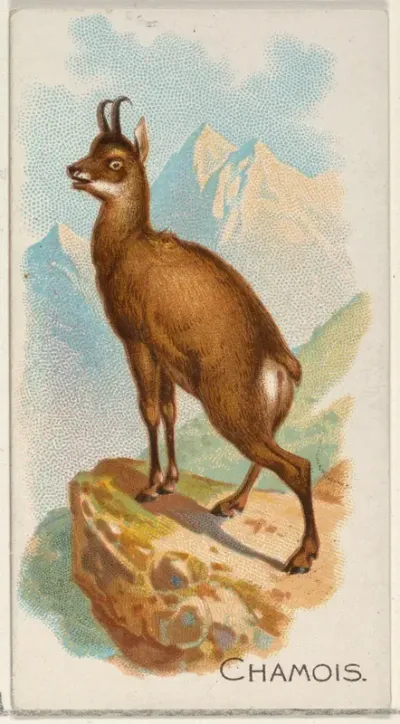 Chamois, from the Quadrupeds series (N21) for Allen & Ginter Cigarettes