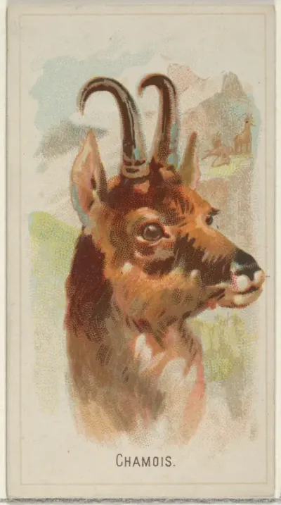 Chamois, from the Wild Animals of the World series (N25) for Allen & Ginter Cigarettes