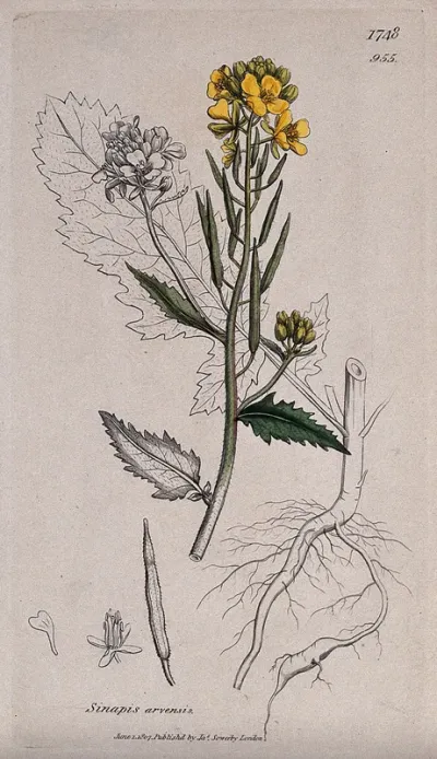 Charlock (Sinapis arvensis): flowering stem, root and floral segments