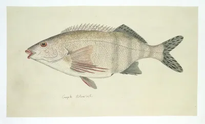 Cheilodactylus fasciatus (Rooivingers)