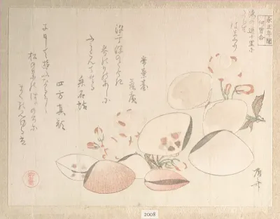 Cherry Blossoms and Shells