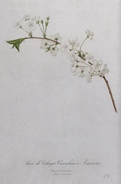 Cherry (Prunus species): branch with flowers