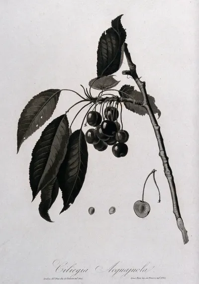Cherry (Prunus species): fruiting branch with sectioned fruit and seed