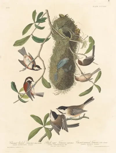 Chestnut-backed Titmouse, Black-capped Titmouse and Chestnut-crowned Titmouse