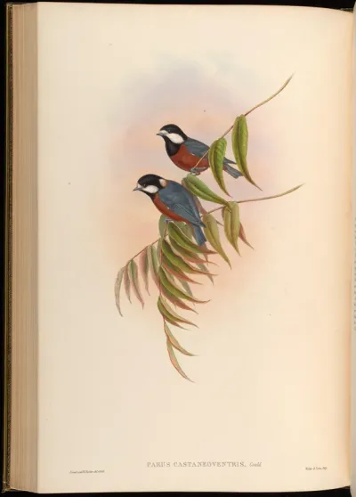Chestnut-bellied Tit