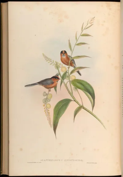 Chestnut-breasted Tit