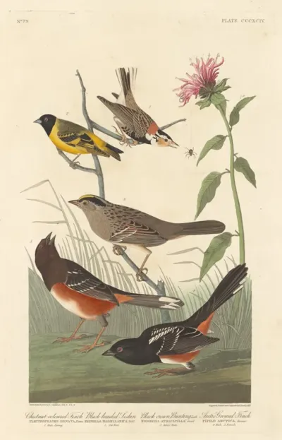 Chestnut-colored Finch, Black-headed Siskin, Black Crown Bunting and Arctic Ground Finch