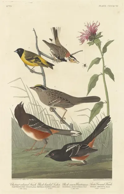 Chestnut colored Finch, Black headed Siskin, Black Crown Bunting and Arctic Ground Finch