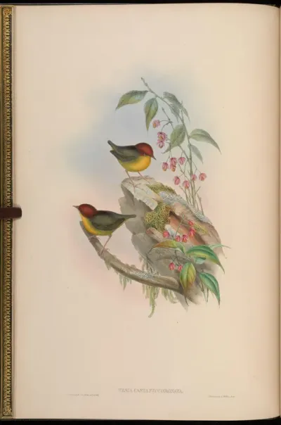 Chestnut-crowned Tesia