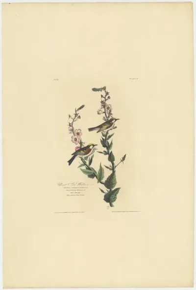 Chestnut sided Warbler