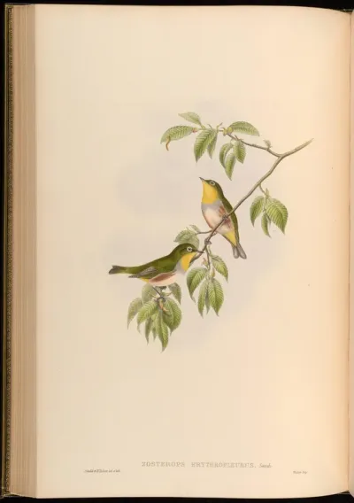 Chestnut-sided Zosterops